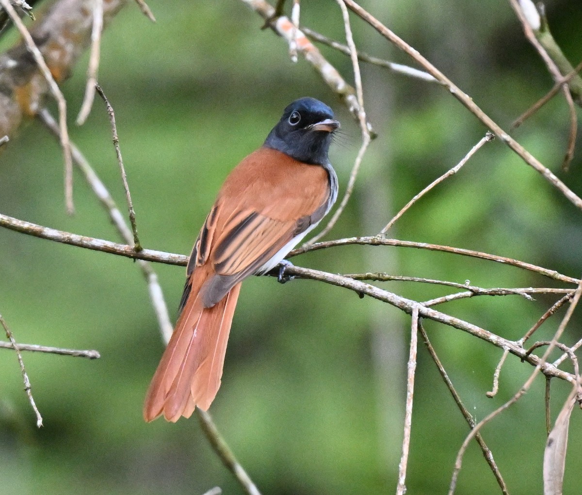 Amur Paradise-Flycatcher - ML642756251