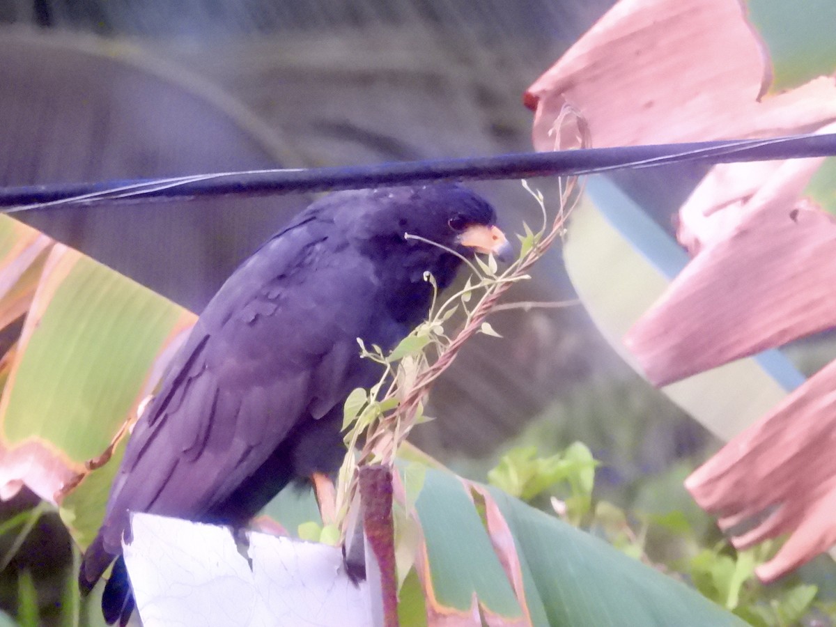 Common Black Hawk - ML642756252
