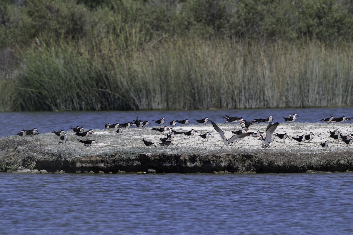 Black Skimmer - ML642756257