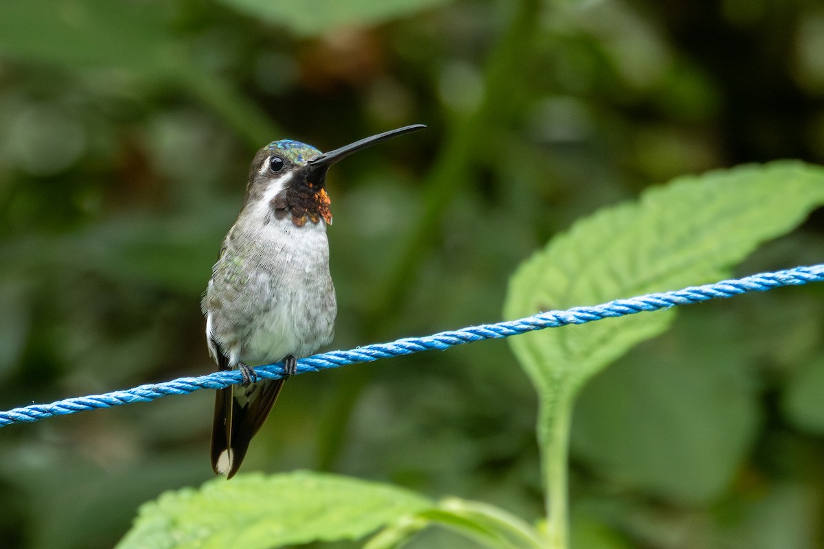 Long-billed Starthroat - ML642756266