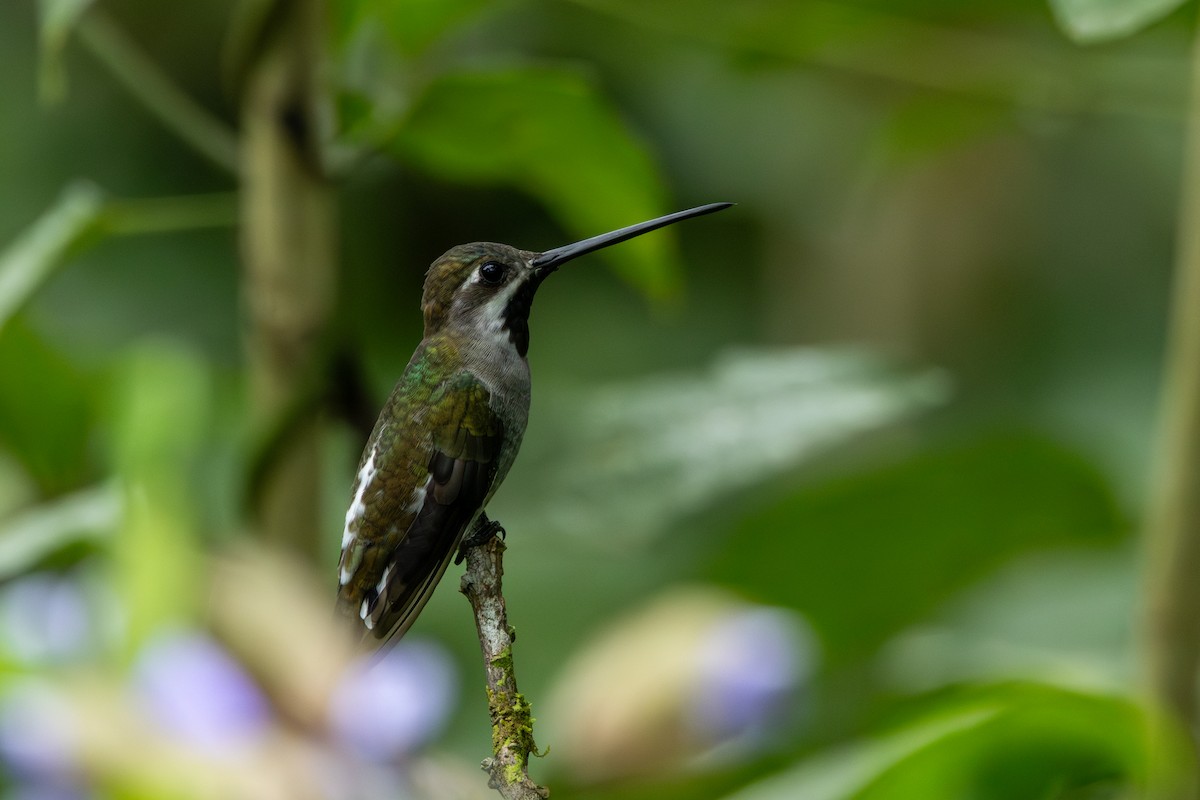 Long-billed Starthroat - ML642756267
