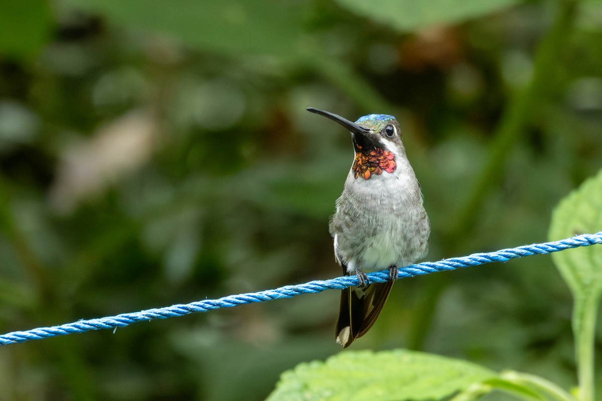 Long-billed Starthroat - ML642756268