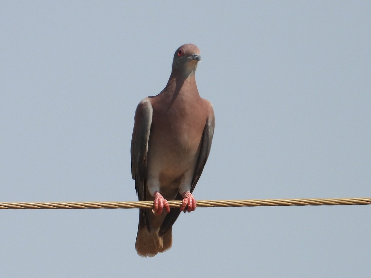 Pale-vented Pigeon - ML642756275