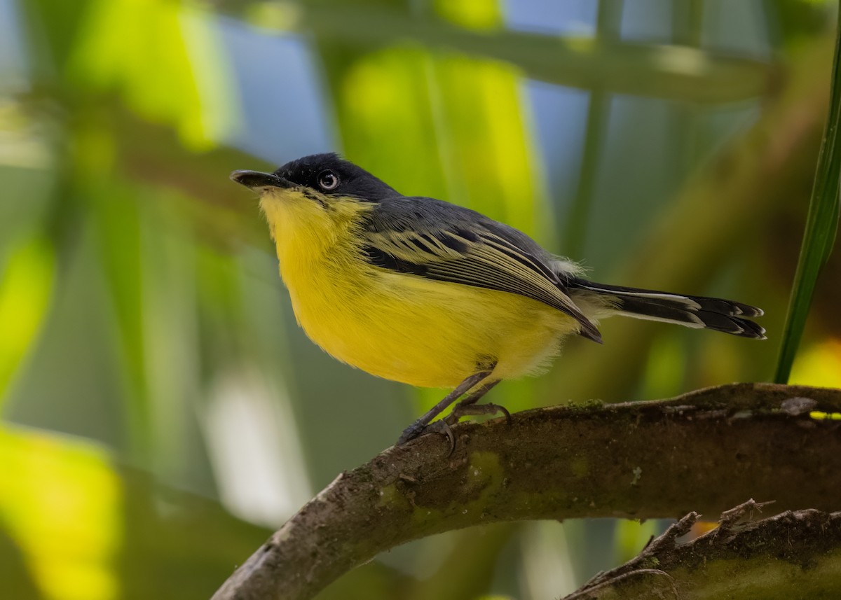Common Tody-Flycatcher - ML642756277