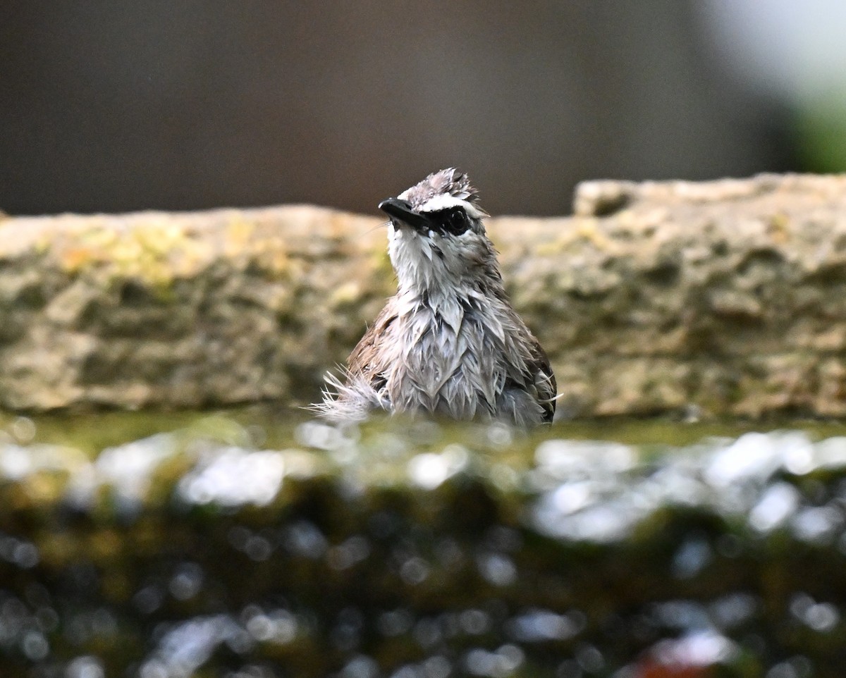 Yellow-vented Bulbul - ML642756281