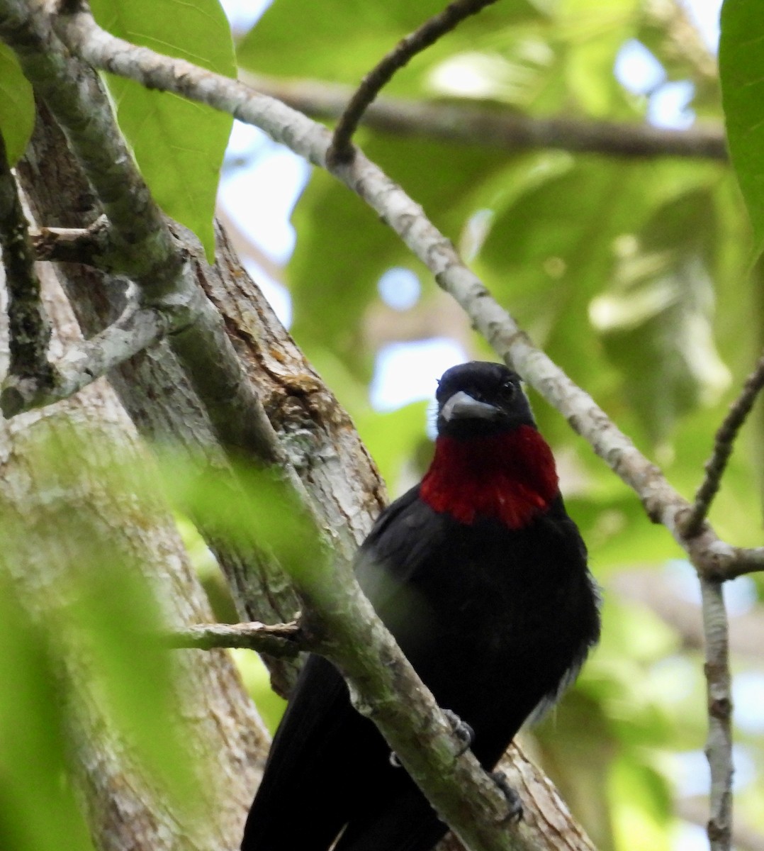 Purple-throated Fruitcrow - ML642756284
