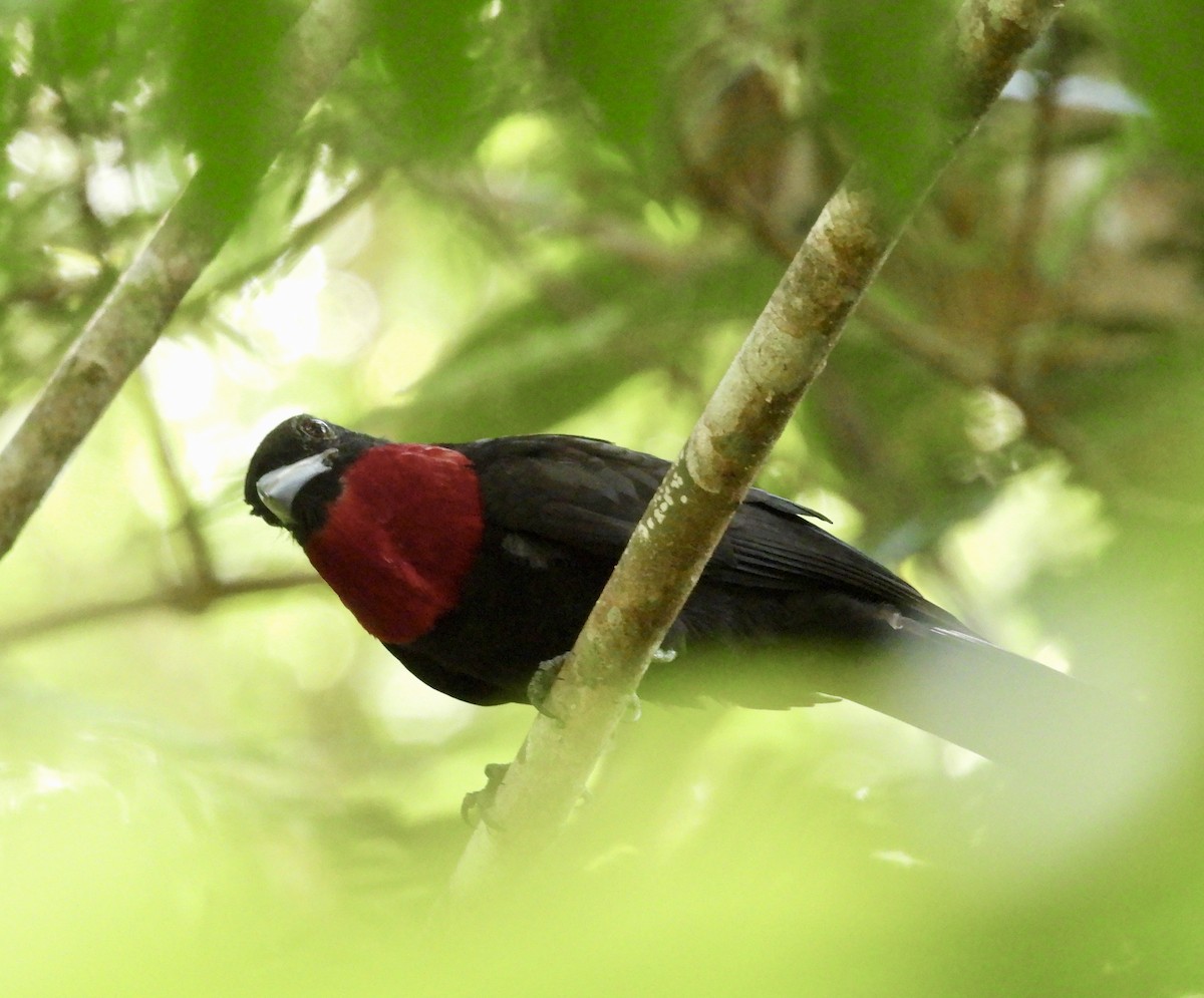 Purple-throated Fruitcrow - ML642756285