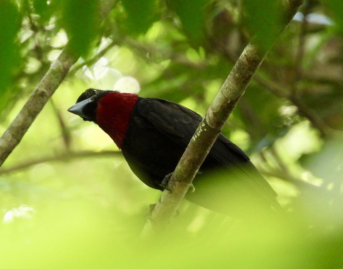 Purple-throated Fruitcrow - ML642756286