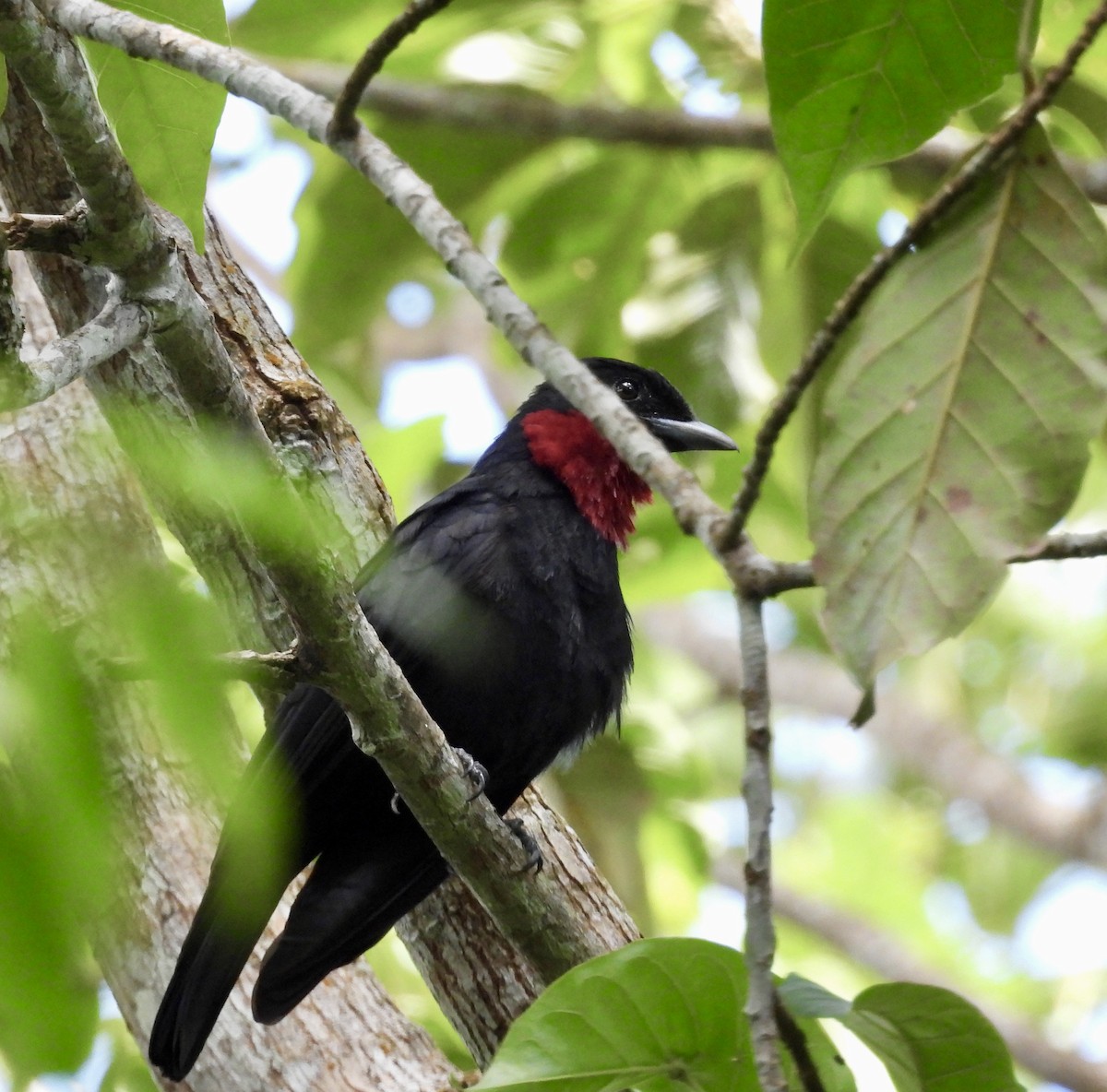Purple-throated Fruitcrow - ML642756287