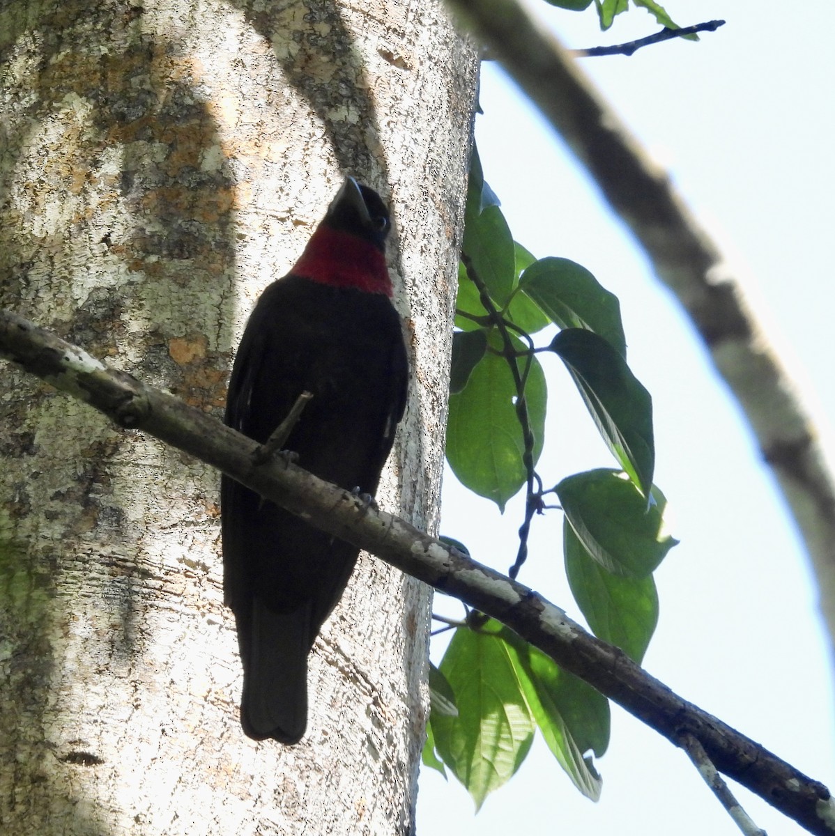 Purple-throated Fruitcrow - ML642756288