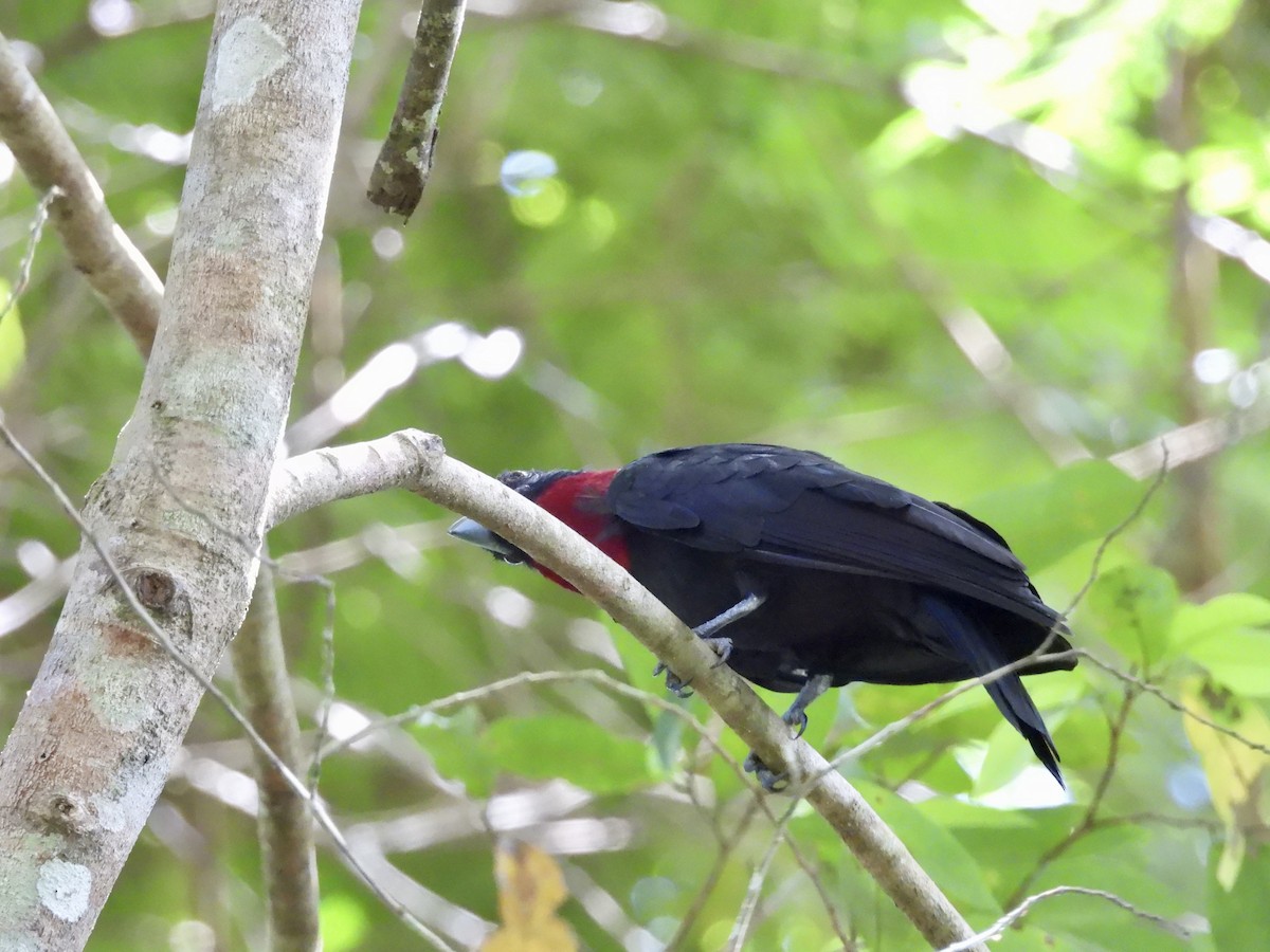 Purple-throated Fruitcrow - ML642756289