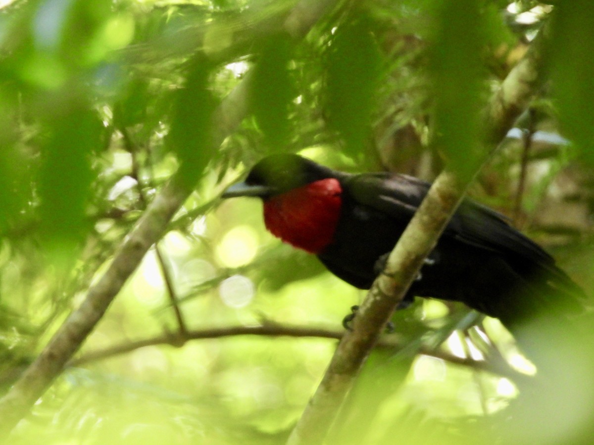 Purple-throated Fruitcrow - ML642756290