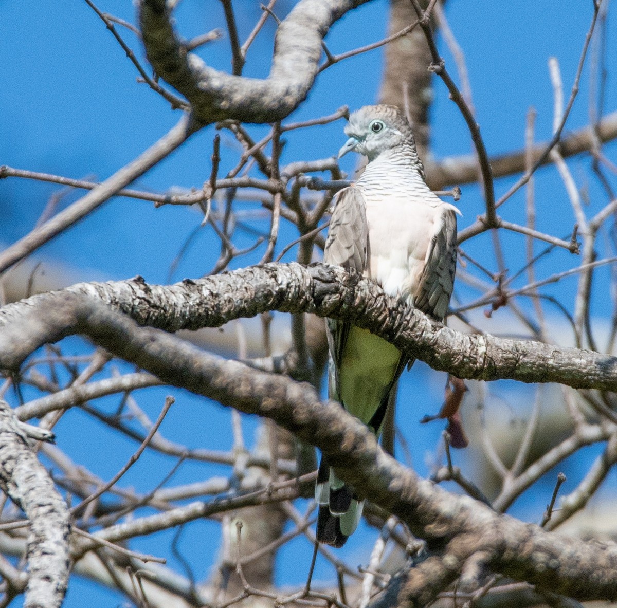 Peaceful Dove - ML642756312
