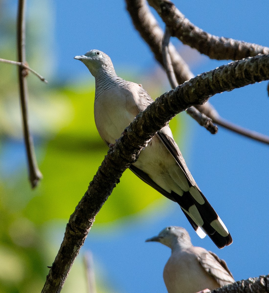 Peaceful Dove - ML642756313