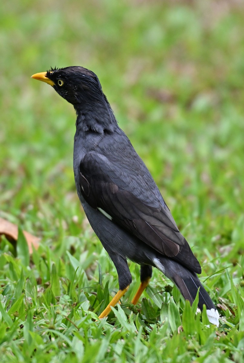 Javan Myna - ML642756314