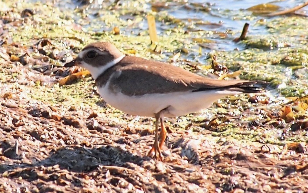 Semipalmated Plover - ML642756319