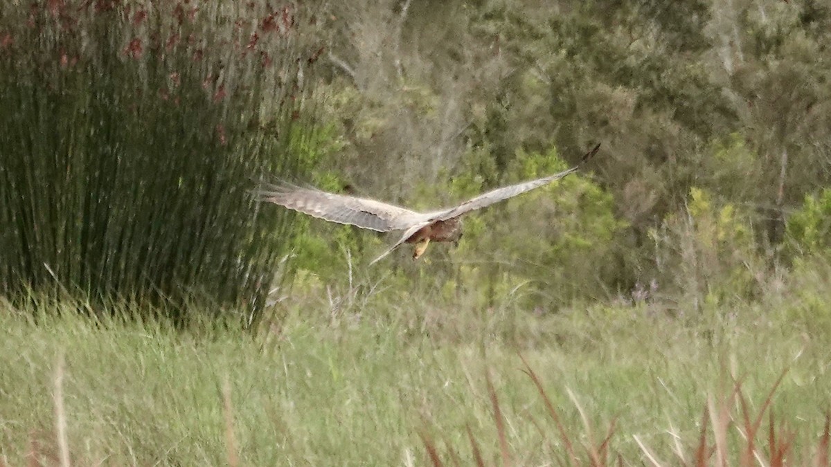 African Marsh Harrier - ML642756331