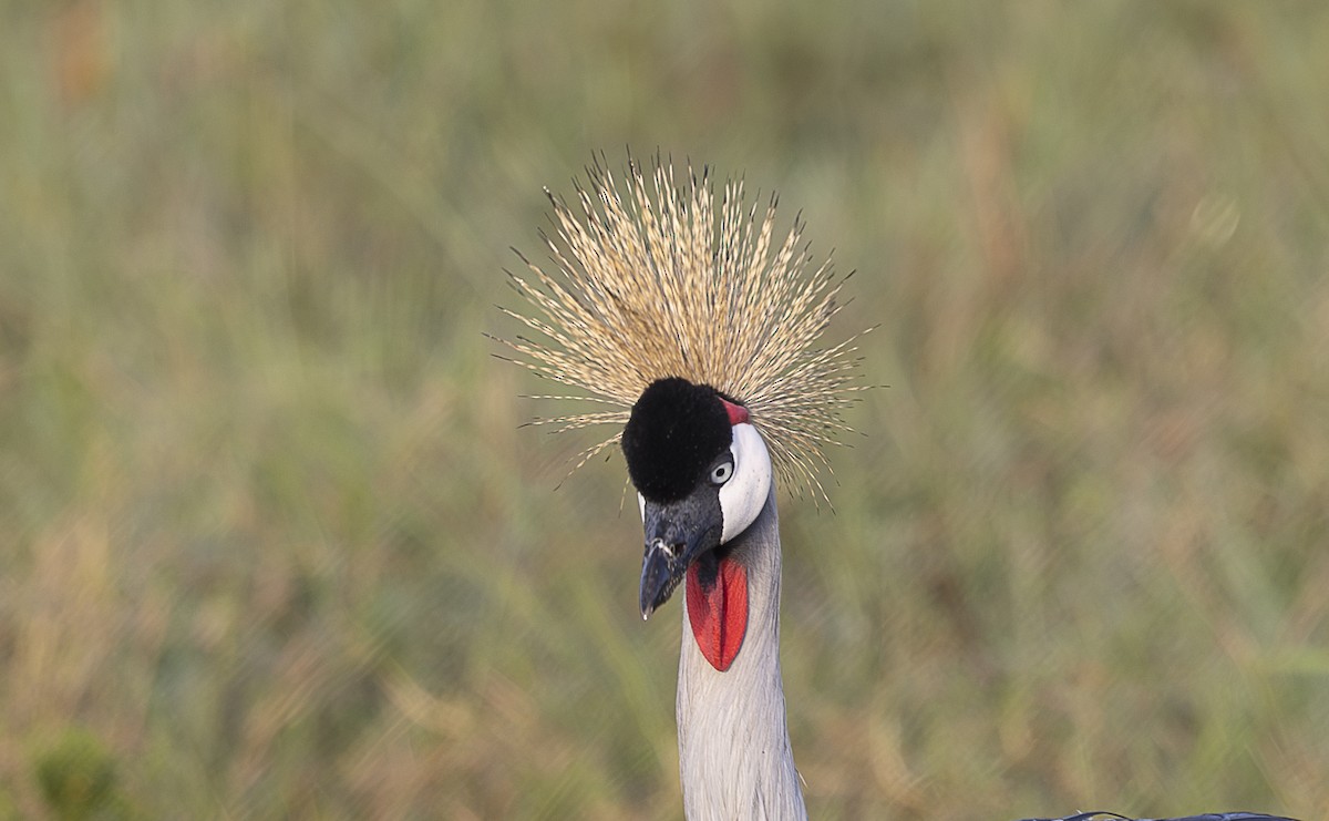 Gray Crowned-Crane - ML642756332
