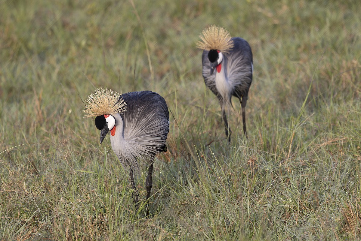 Gray Crowned-Crane - ML642756333