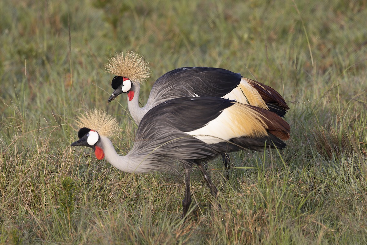 Gray Crowned-Crane - ML642756334