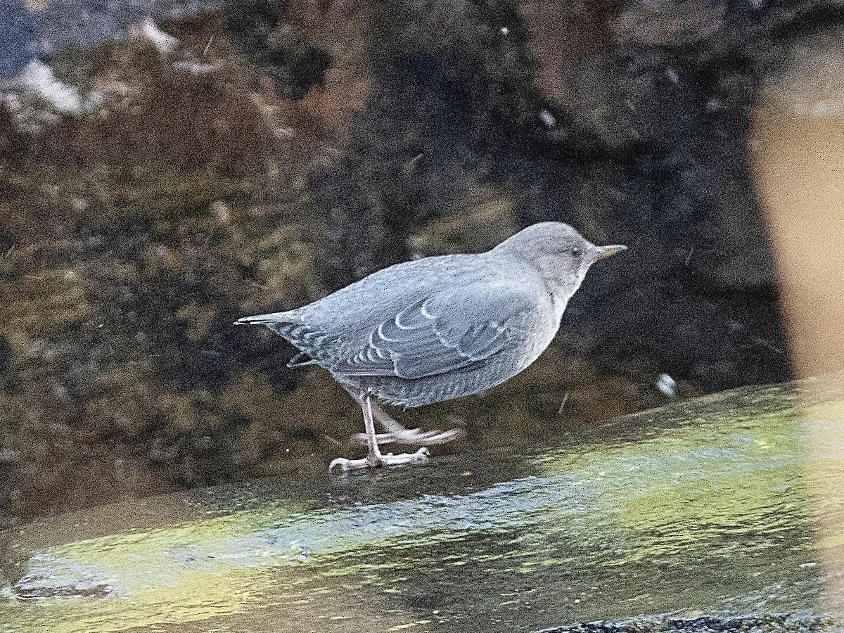 American Dipper - ML642756336
