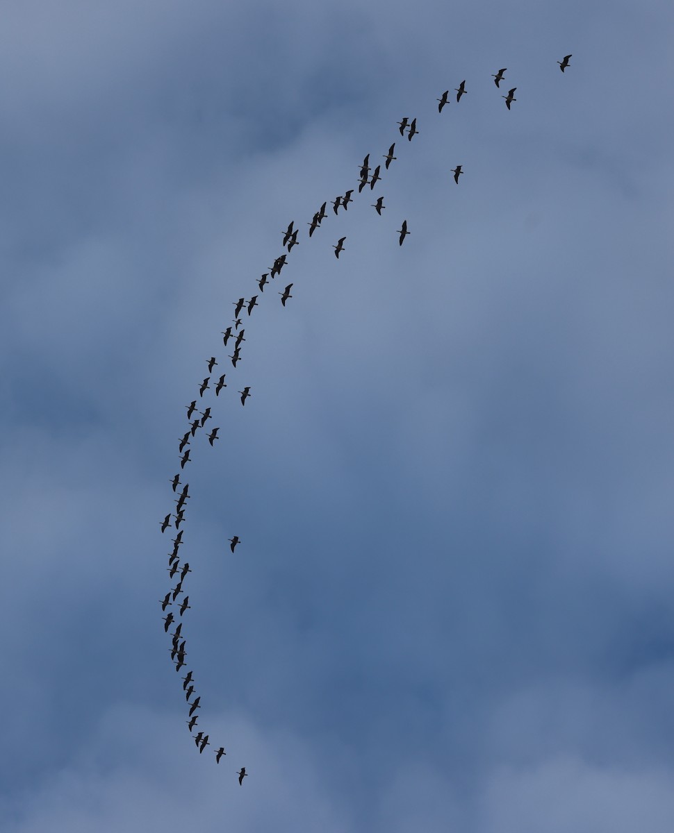 Cackling Goose (Aleutian) - ML642756362