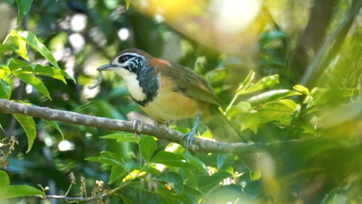 Greater Necklaced Laughingthrush - ML642756388