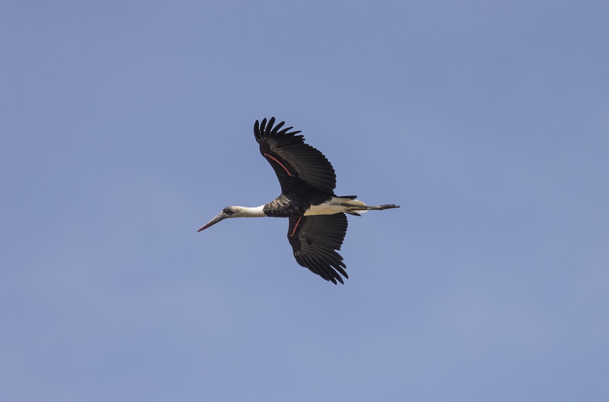African Woolly-necked Stork - ML642756397