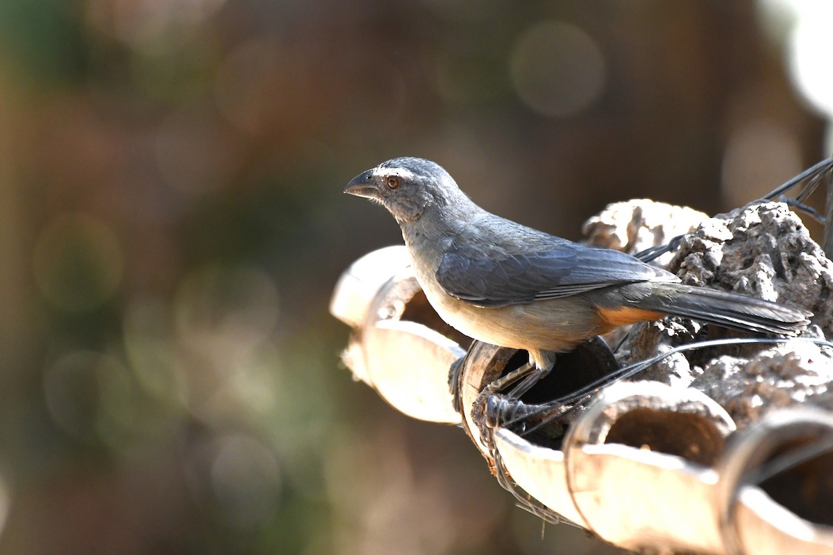 Bluish-gray Saltator - ML642756401