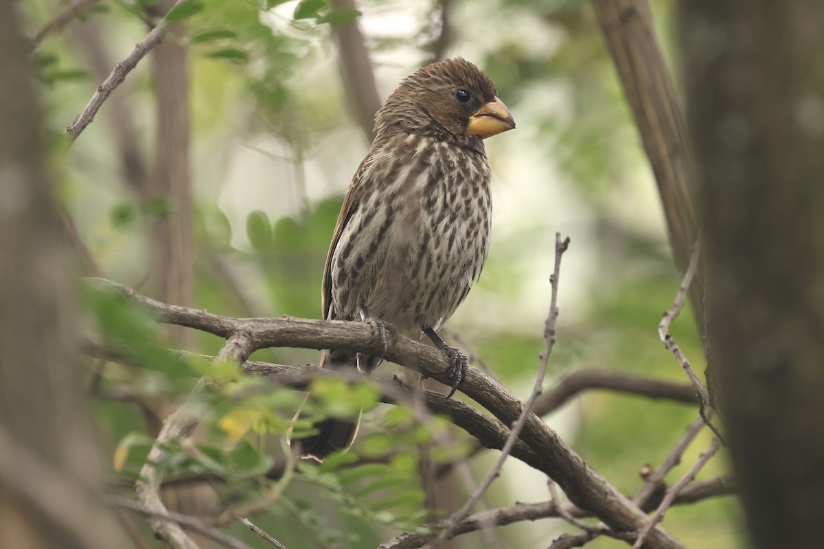 Grosbeak Weaver - ML642756402