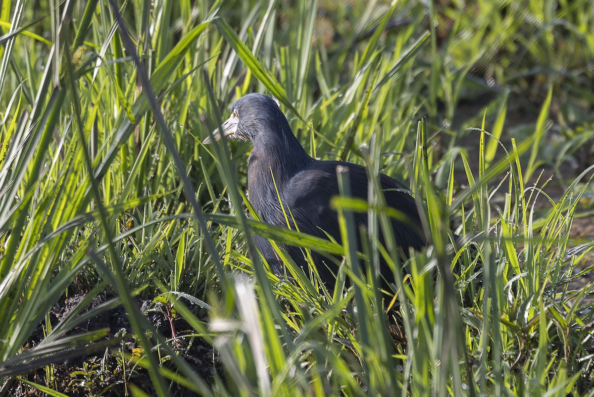 Rufous-bellied Heron - ML642756425