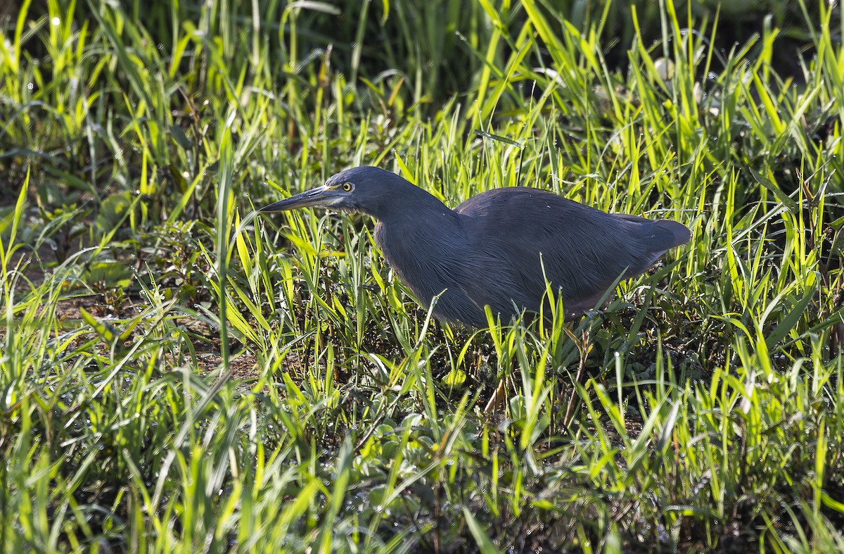 Rufous-bellied Heron - ML642756426