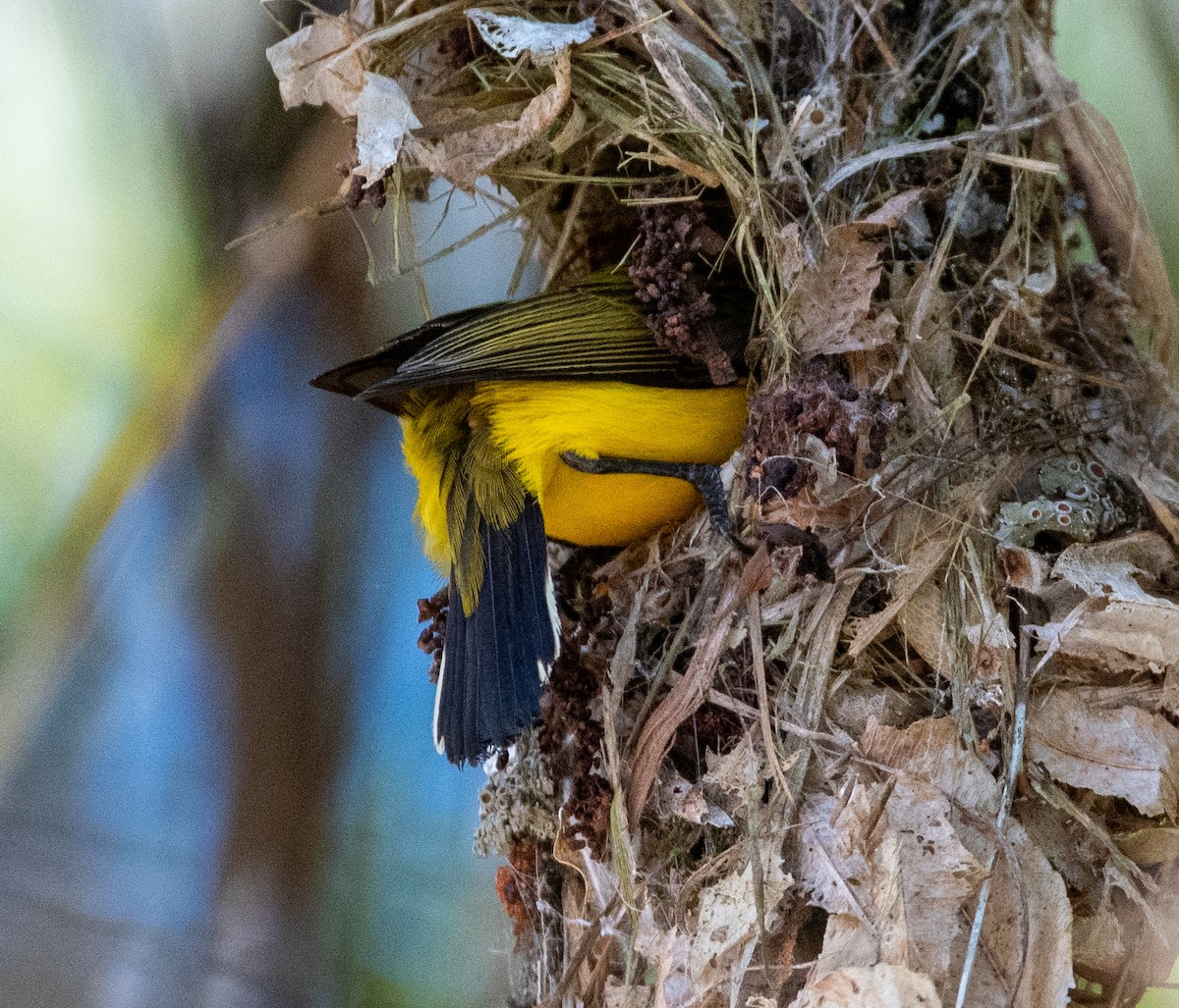 Sahul Sunbird - ML642756455