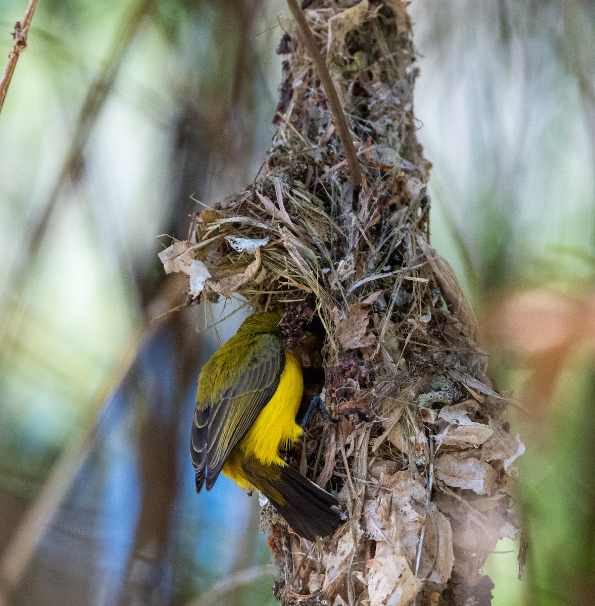 Sahul Sunbird - ML642756456