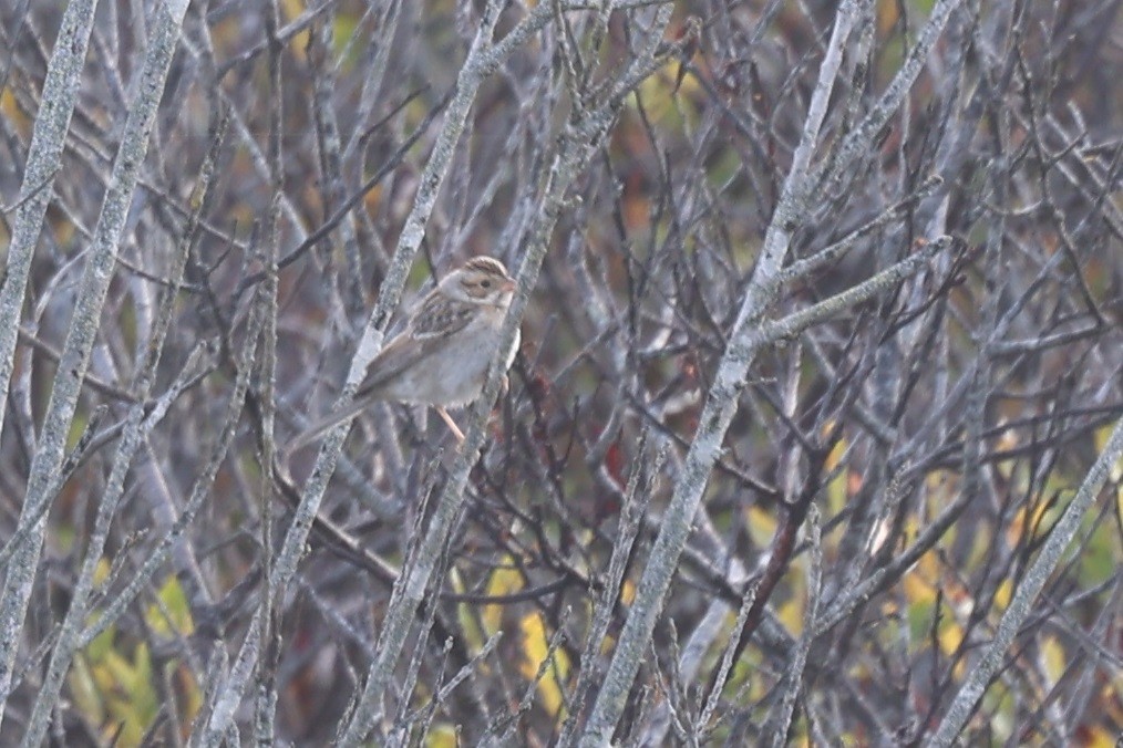 Clay-colored Sparrow - ML642756460