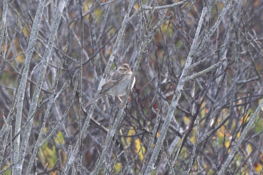 Clay-colored Sparrow - ML642756461