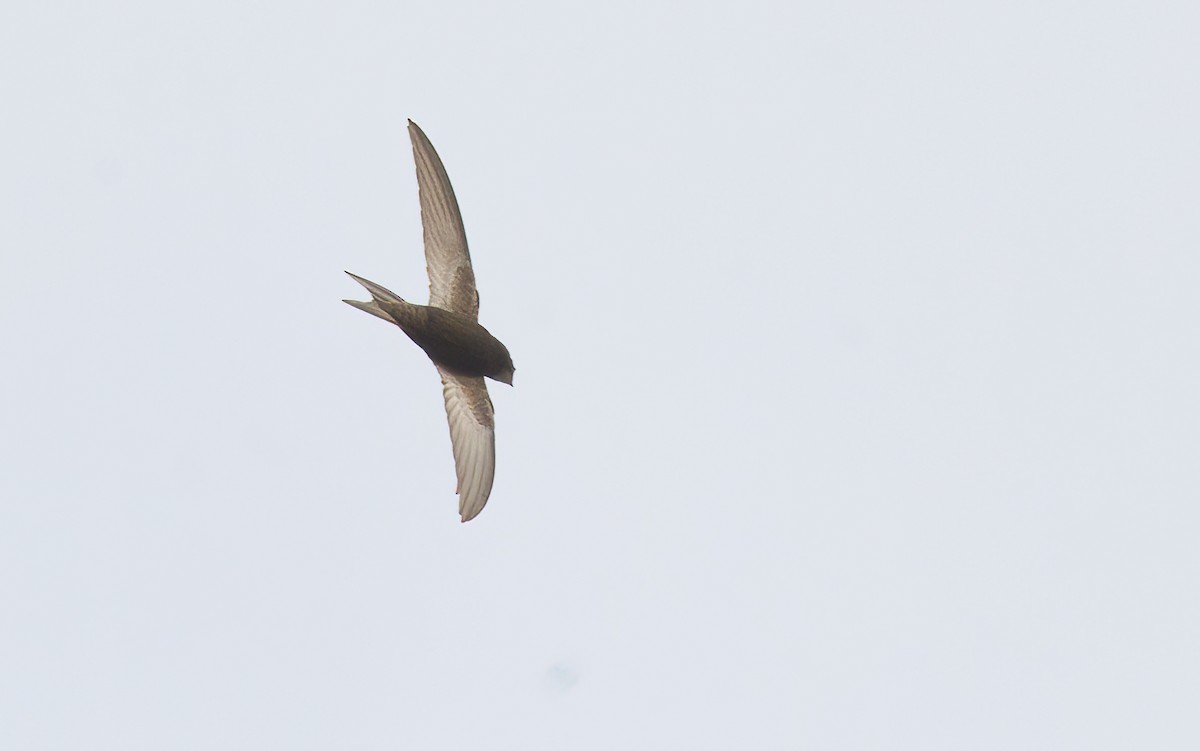 Common Swift - ML642756468