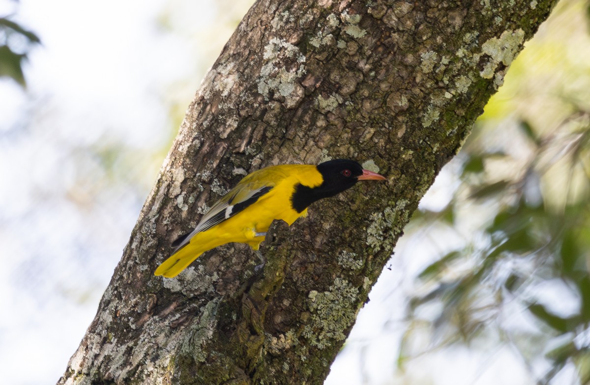 African Black-headed Oriole - ML642756500
