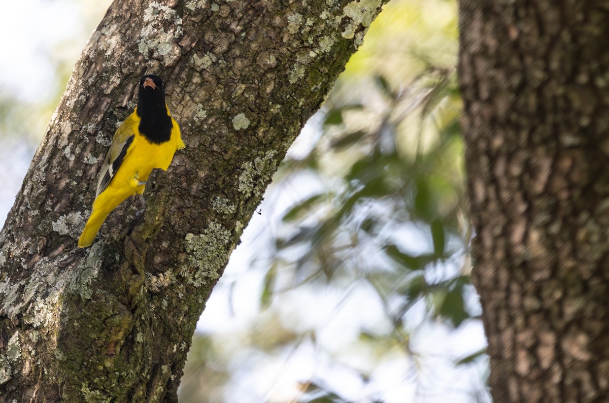 African Black-headed Oriole - ML642756501