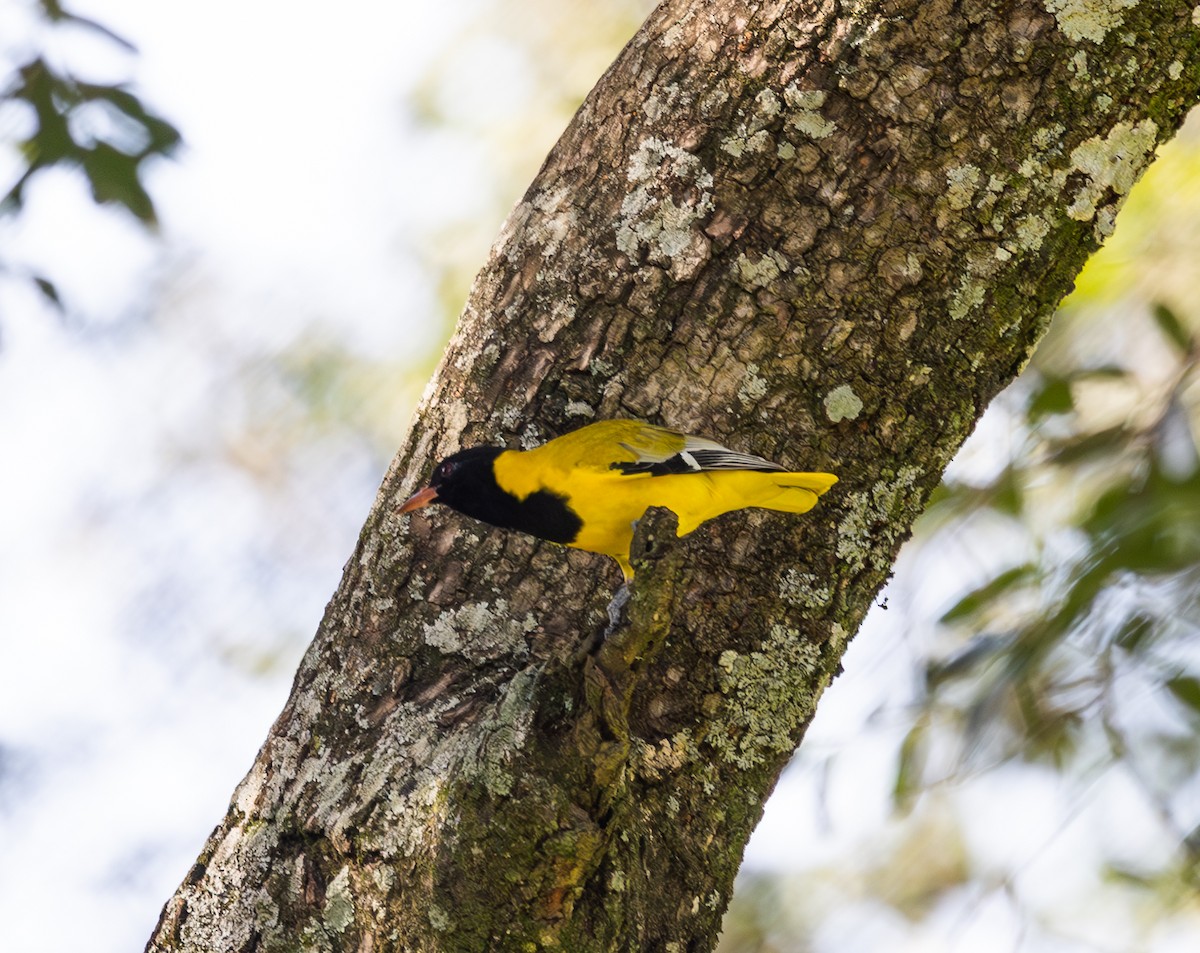 African Black-headed Oriole - ML642756502