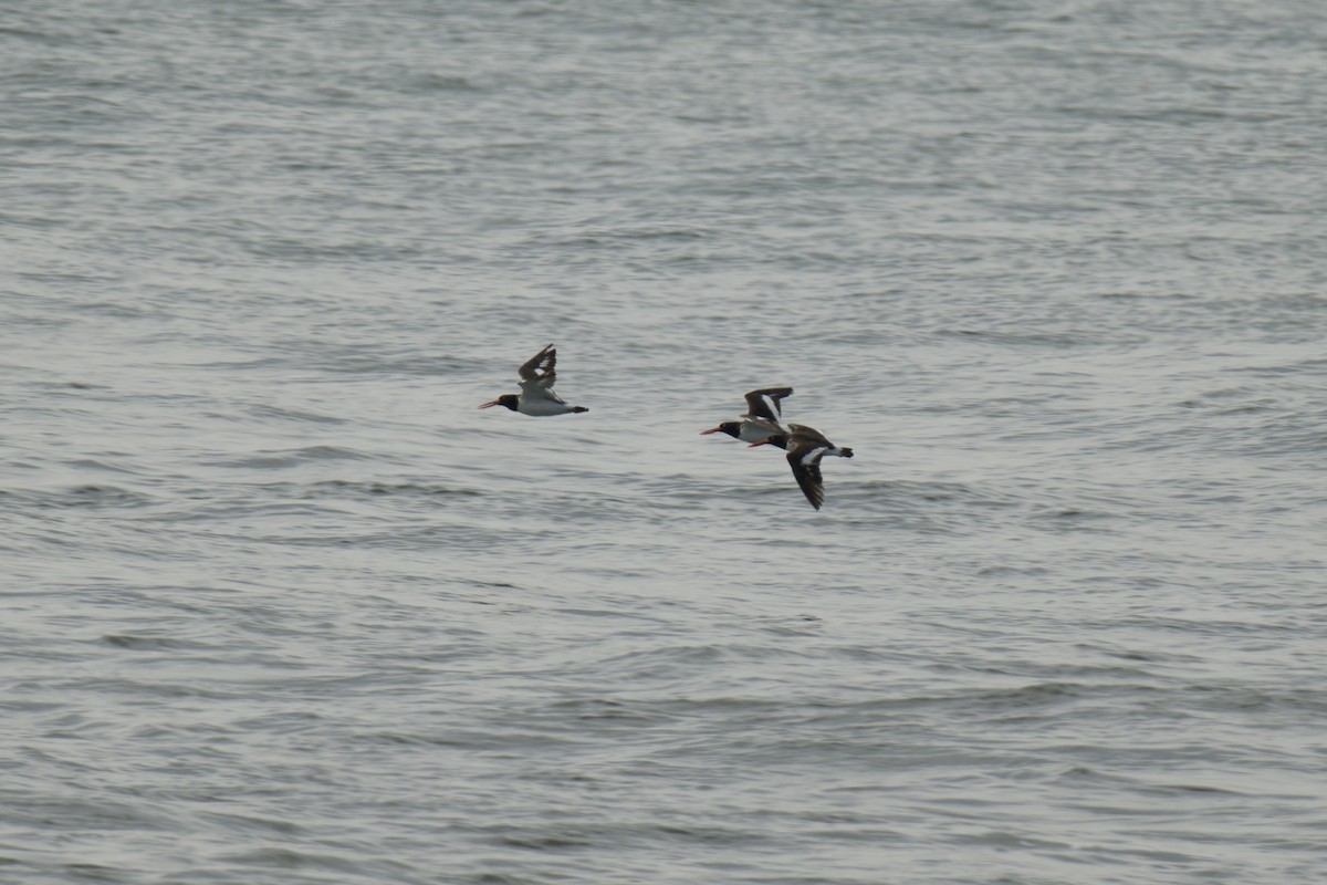 American Oystercatcher - ML642756511