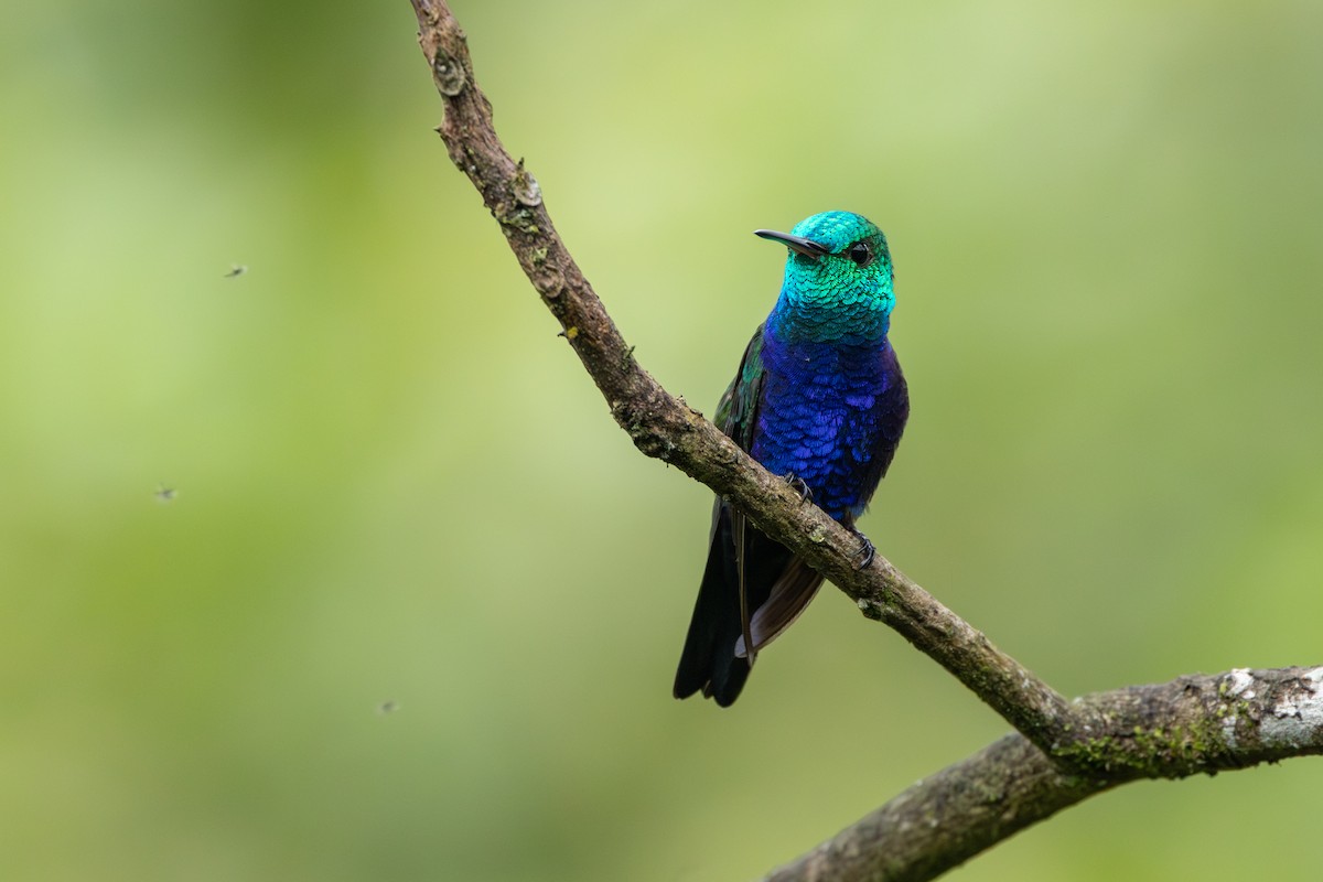 Violet-bellied Hummingbird - ML642756532