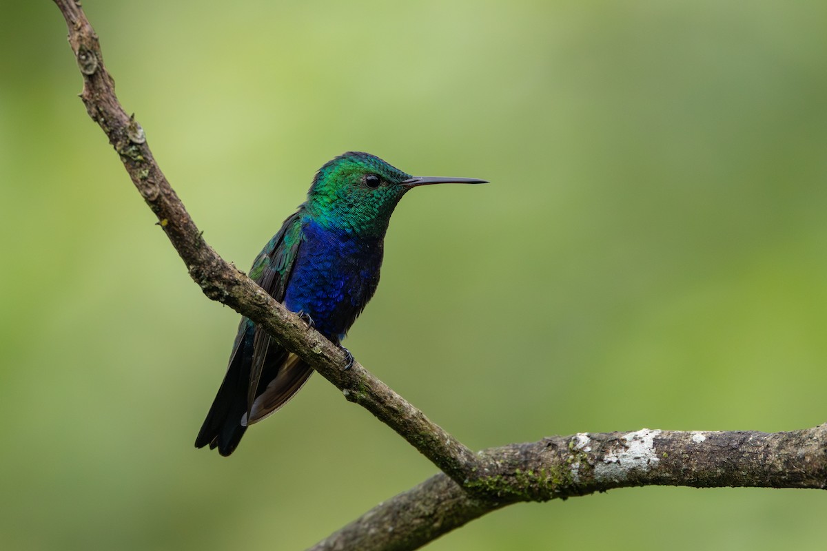 Violet-bellied Hummingbird - ML642756533