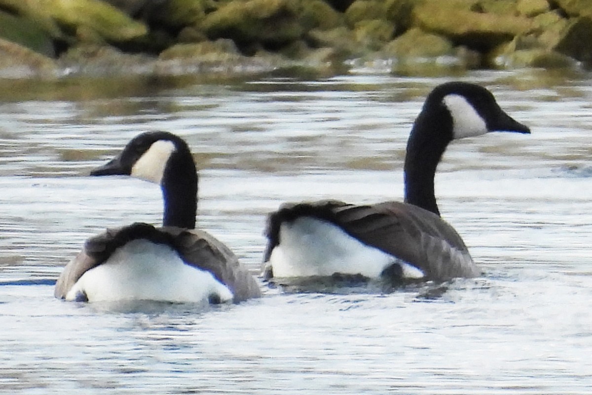 Canada Goose - ML642756536