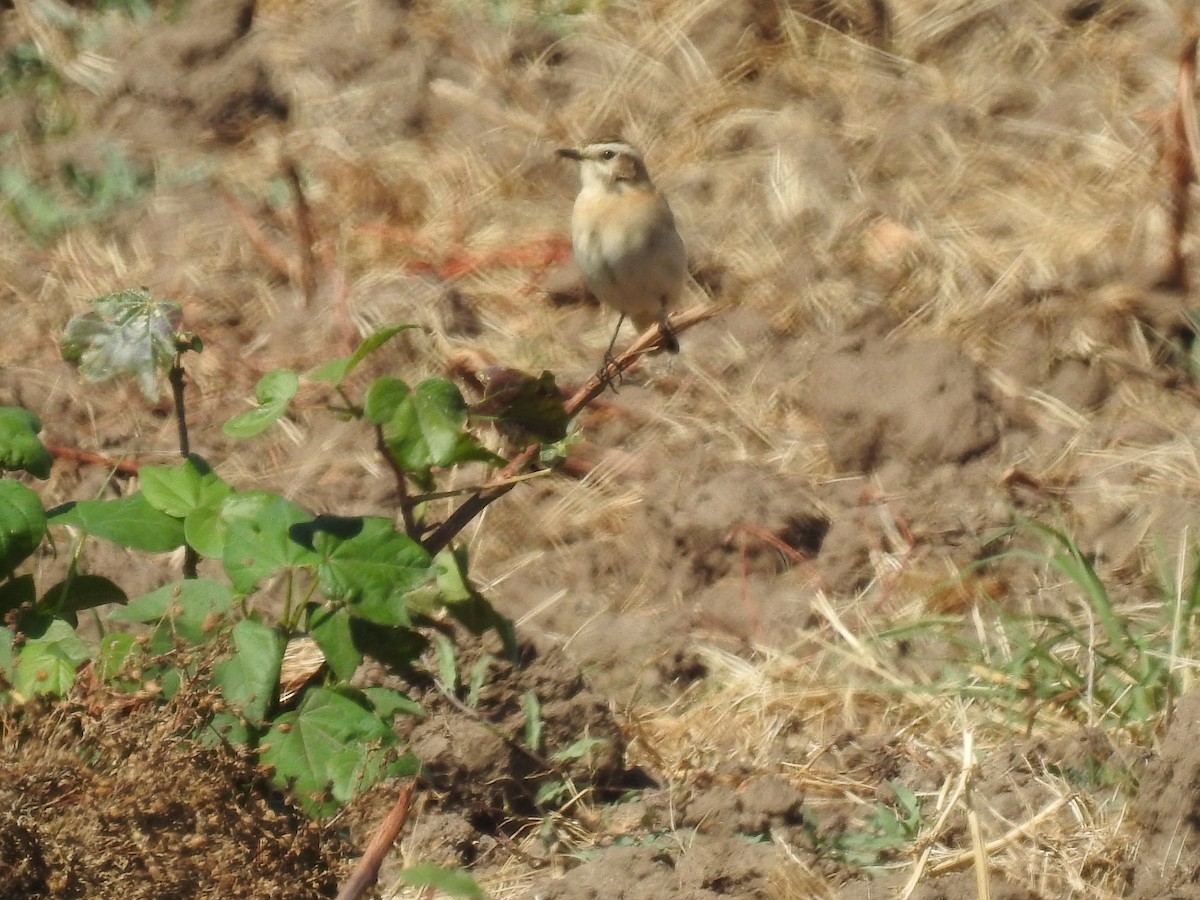 Whinchat - ML642756553