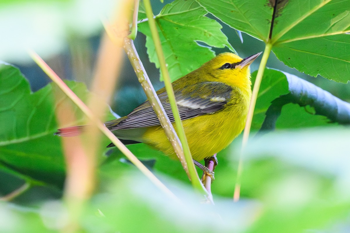 Blue-winged Warbler - ML642756571