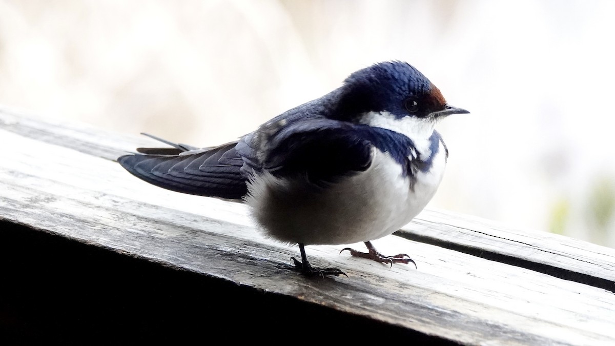White-throated Swallow - ML642756572