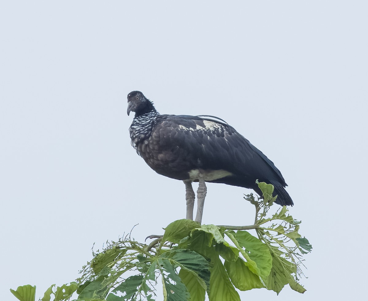 Horned Screamer - ML642756599