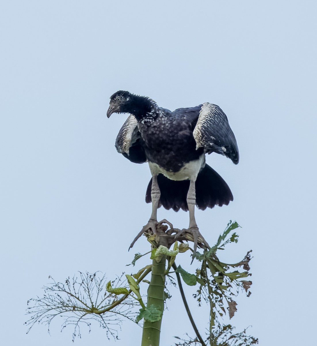 Horned Screamer - ML642756600