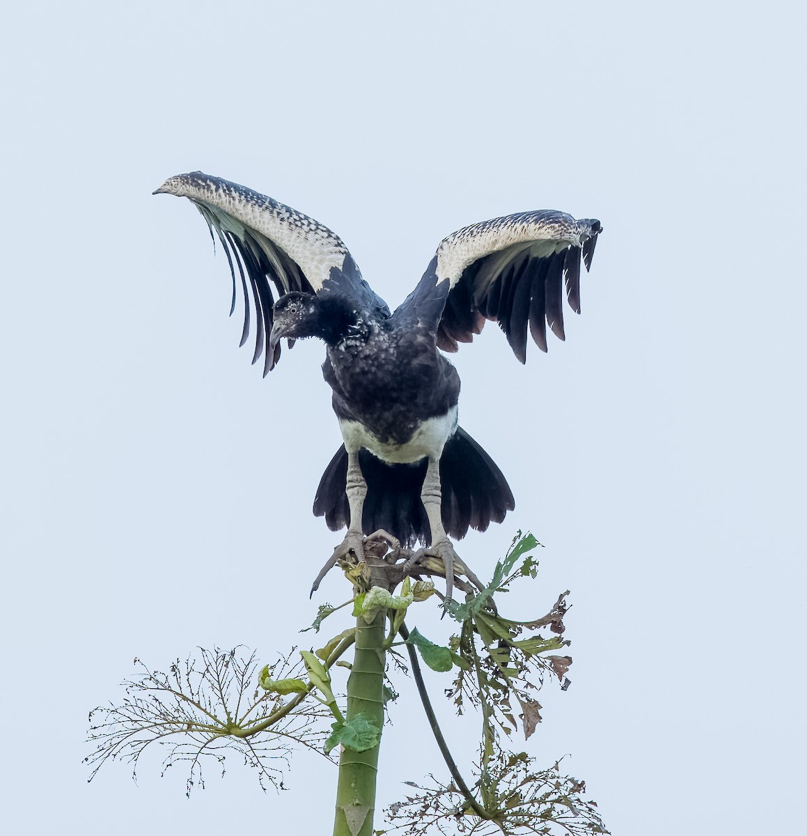 Horned Screamer - ML642756601